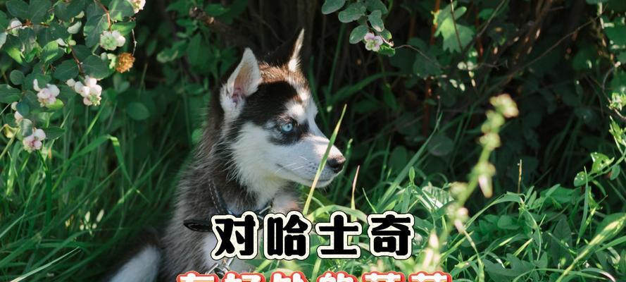哈士奇过敏源揭秘（了解哈士奇过敏原，让宠物更健康）