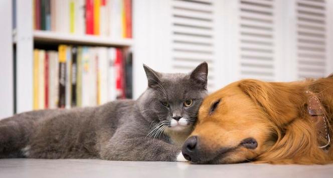猫狗为何在特定季节脱毛严重？（揭秘宠物脱毛背后的季节之谜）