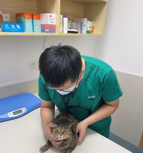 宠物医院常用消毒方法（保障宠物健康的关键措施）