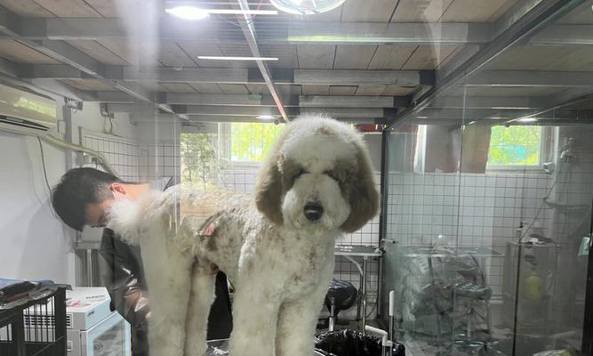 为什么有些狗狗需要剃胎毛？（探究狗狗剃胎毛的原因和好处）