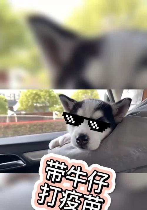 哈士奇疫苗接种注意事项（保护宠物健康，提前了解打疫苗要注意的事项）