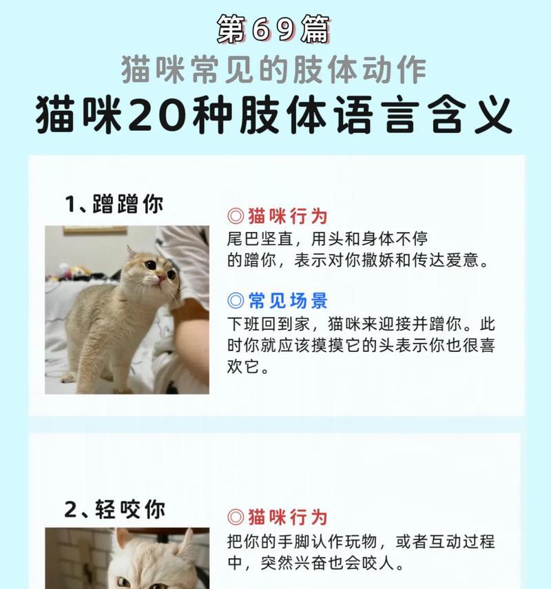 猫为什么喜欢添毛？（探究猫咪喜欢添毛的原因与好处）