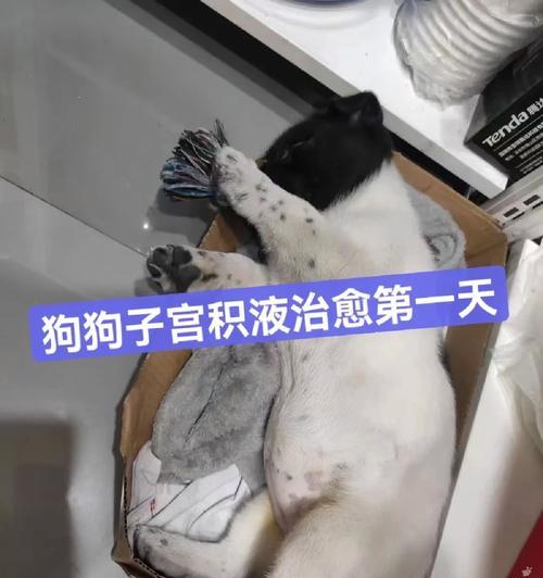狗狗背部积液的原因及治疗方法（了解狗狗背部积液的症状与预防措施）