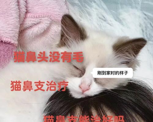 为什么会在鼻孔里长毛？（探索鼻孔内毛发生长的原因与功能）