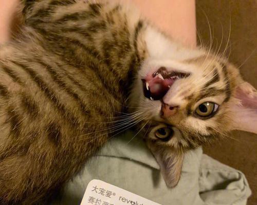 领养回访的重要性（关注宠物领养后的幸福生活）