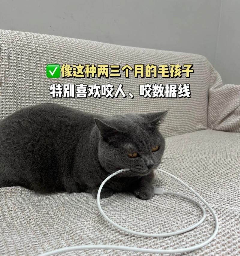 猫咬我的原因及处理方法（了解猫咬人的原因，有效应对猫咬伤）