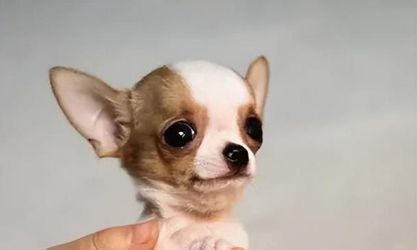 揭秘吉娃娃犬——小巧身材下的无尽魅力（探寻吉娃娃犬的起源、特征与养护）