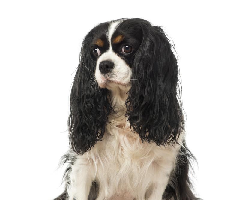 以犬士是什么意思？（探索以犬士这个词的起源、含义和用法。）