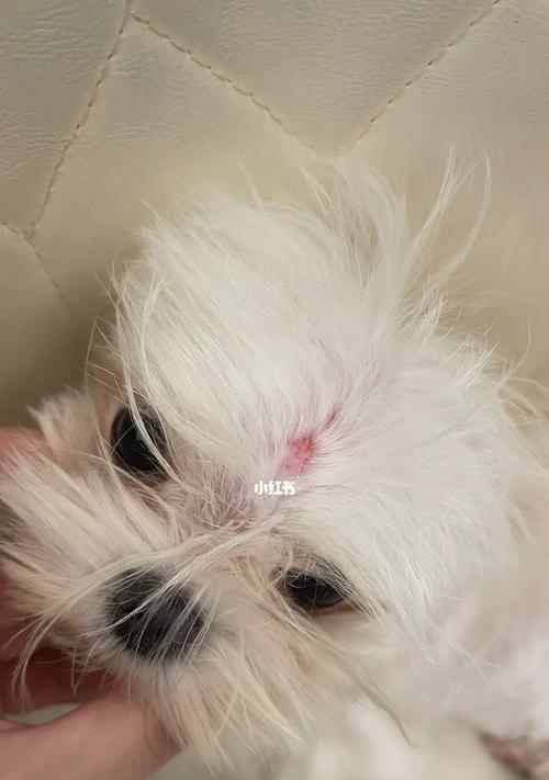 常见狗狗疾病及预防措施（了解如何保护你的爱犬健康）