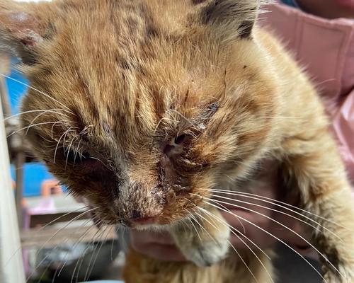 小猫的离奇死亡之谜（20天内小猫死亡的原因分析）