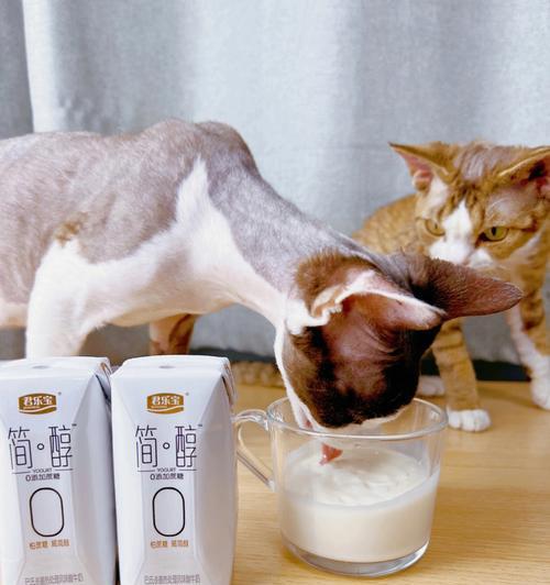 小猫与酸奶的奇妙结合（探索小猫健康饮食的新趋势）