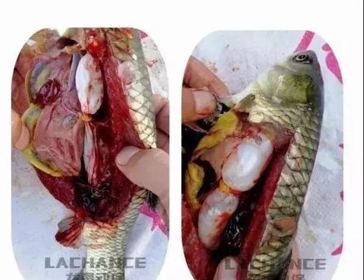 吃了鱼生怎么办？——选择适合的驱虫药很关键（鱼生食用后可能感染寄生虫，了解驱虫药能够有效预防）