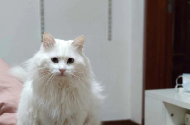 狮子猫（狮子猫的生态习性及与人类的关系）