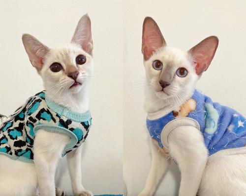 暹罗猫的品质解读（探究暹罗猫的外貌、性格及健康状况）