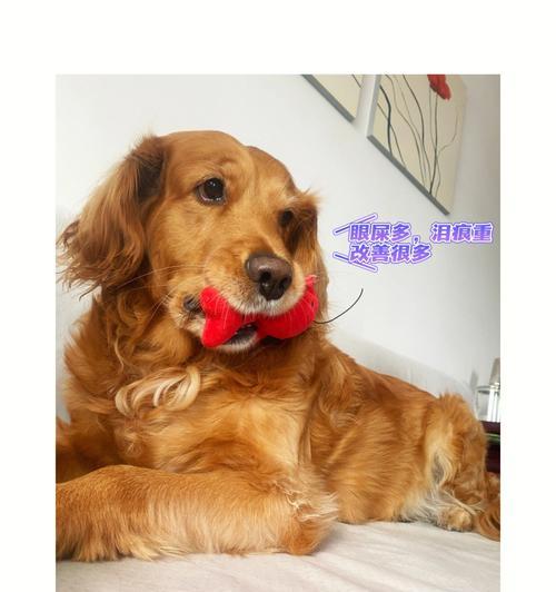 大型犬狂躁的原因及处理方法（了解大型犬狂躁的成因和应对策略，助你与宠物共度和谐生活）