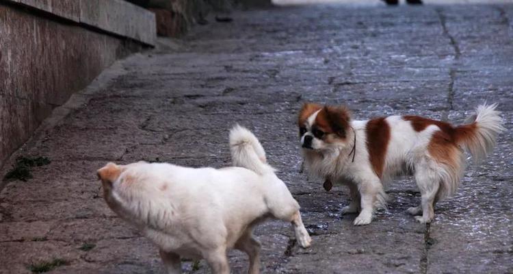 狗为何喜欢舔别的狗尿？（揭秘犬嗅觉的奥秘与社交行为的关系）