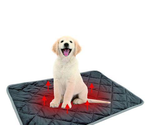 犬窝热急需药物缓解（探索最有效的治疗方法，拯救患病犬只的生命）