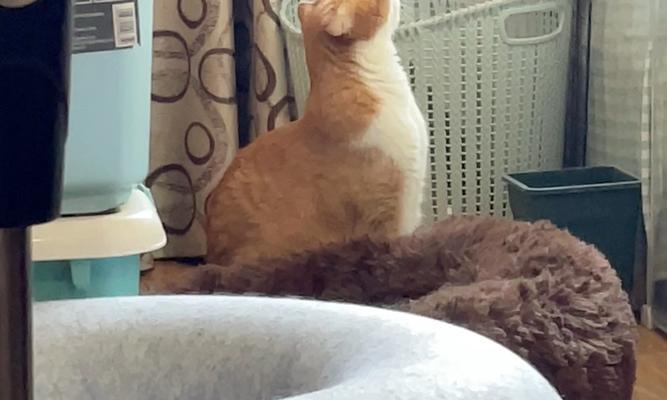 空调对猫的影响（了解空调对猫咪健康的影响及相关注意事项）
