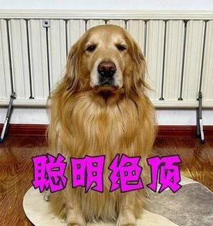 金毛宅犬（揭秘金毛犬为何喜欢宅在家中的原因）