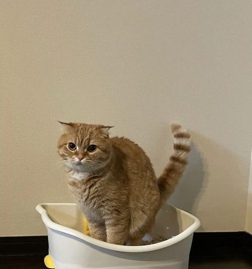 猫咪为何突然乱拉屎？（探索猫咪乱拉屎的原因及应对方法）