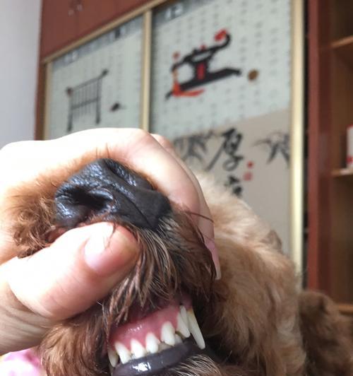 小狗冠状病毒（了解小狗冠状病毒的症状，有效防止传播）