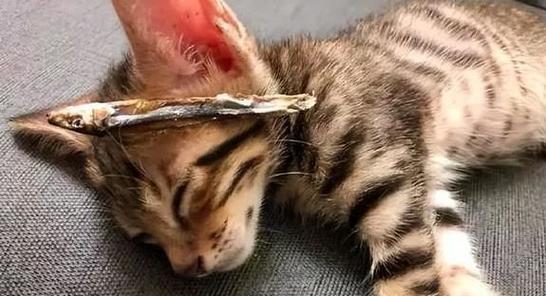 猫咪产前预兆（了解猫咪产前的预兆，为猫咪顺利分娩做准备）
