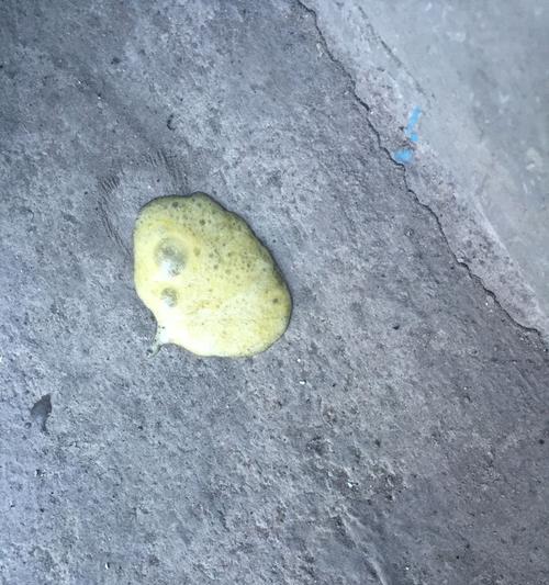 为什么狗狗经常吐黄色泡沫？（探究狗狗吐黄色泡沫的原因及处理方法）