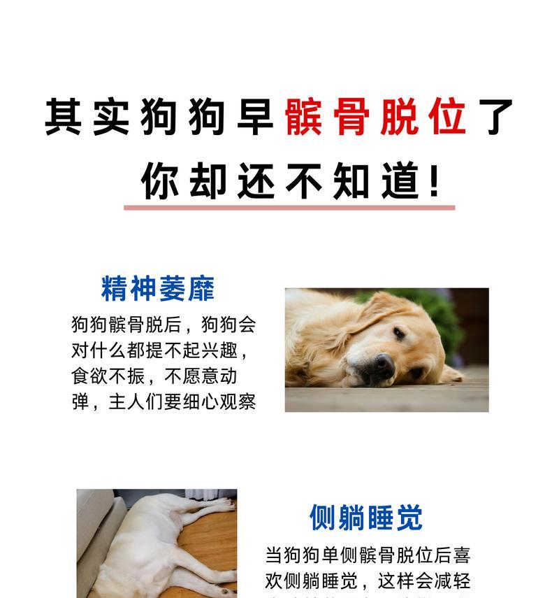 狗狗髌骨脱臼的预防与治疗