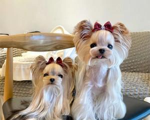 淘宝上哪种狗狗价格实惠？（寻找最划算的狗狗宠物选择）