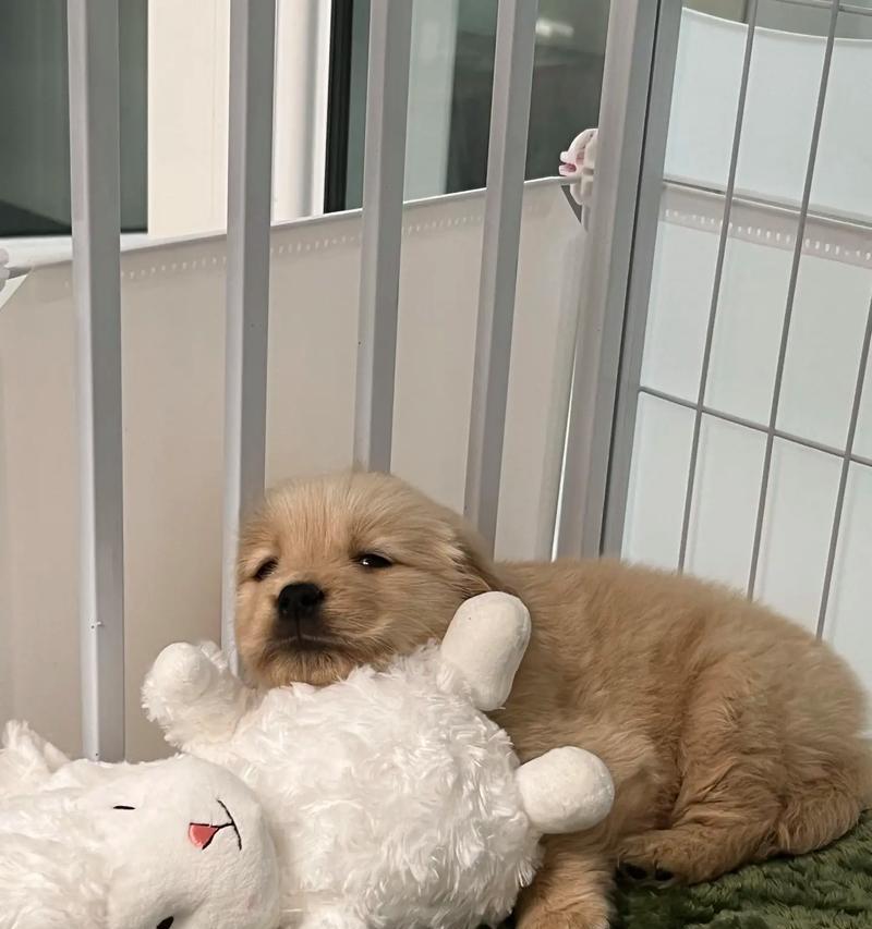 金毛犬最适合养在哪个季节？（选择合适的季节，给金毛一个健康快乐的成长环境）