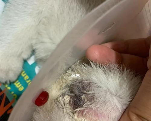 猫耳朵上的小黑点有什么含义？（揭秘猫咪耳朵上的小黑点及其意义）