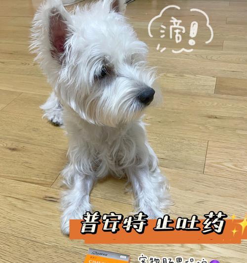 狗狗洗牙的注意事项（保持口腔健康，让你的狗狗更健康快乐）