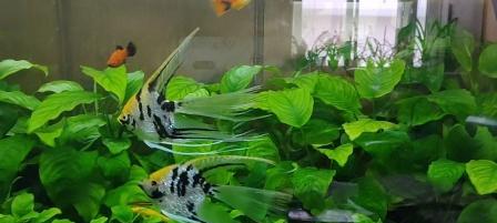 燕鱼养殖与水草种植的完美结合（打造良好生态环境，提高养鱼效益）