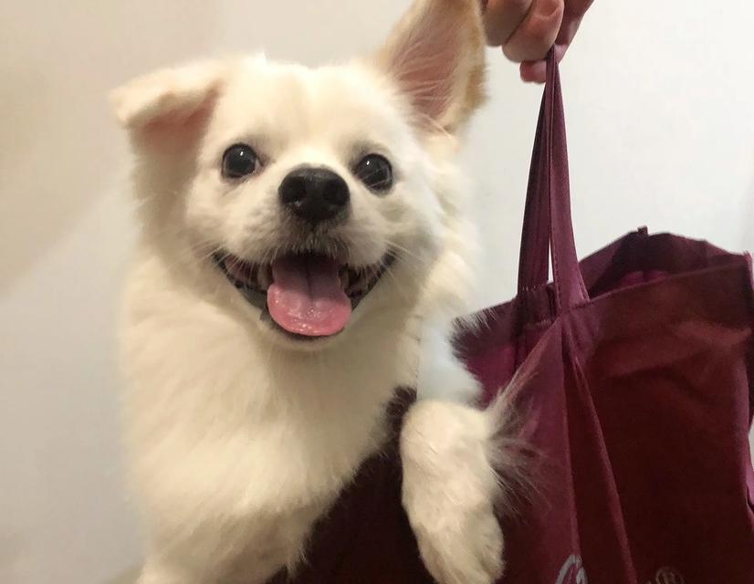 日本小尖嘴犬（了解日本小尖嘴犬的特点与魅力）
