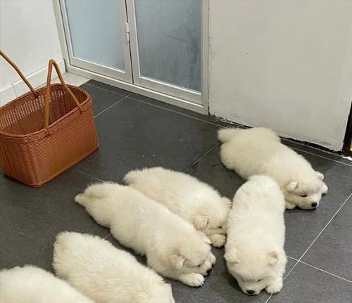 狗胖嘟嘟（拥抱胖嘟嘟，享受与它的快乐相伴）