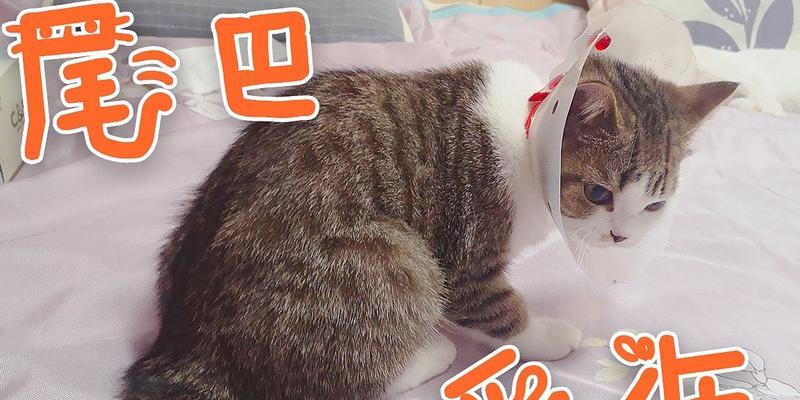 猫的剪尾巴之谜（探寻猫咪剪尾巴的原因与影响）