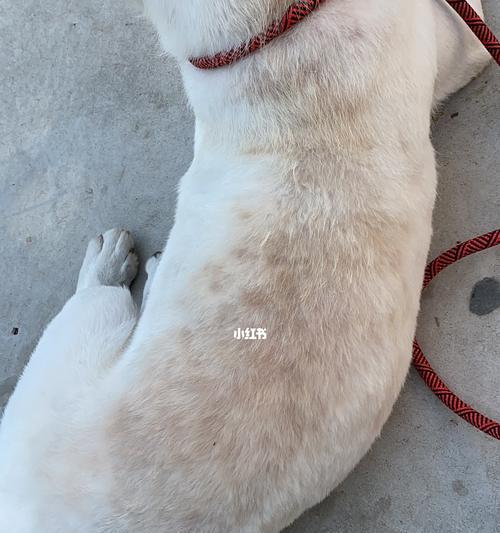 拉布拉多犬皮肤屑的原因与治疗方法（有效解决拉布拉多犬皮肤屑问题的药物及注意事项）