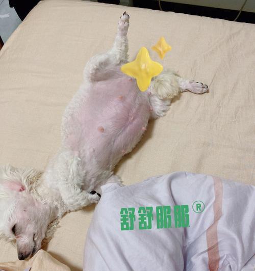 狗怀孕喝什么？（了解适合狗狗孕期饮食的关键）