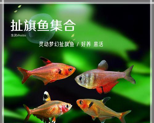 小型热带鱼饲养指南