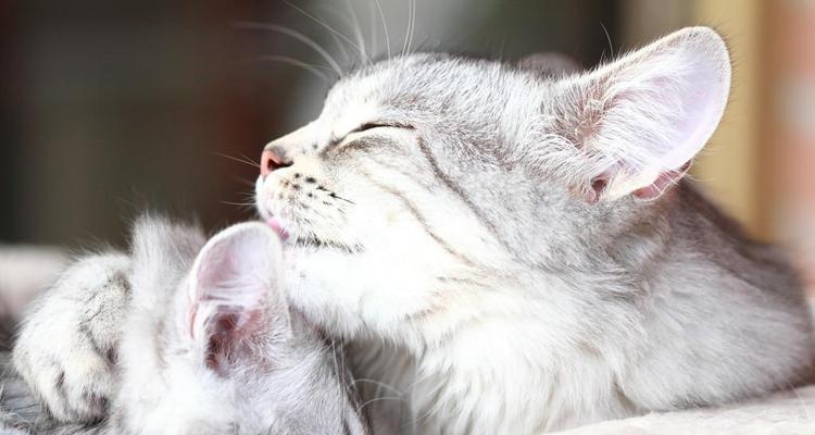 猫猫的叫声含义大揭秘（探寻猫咪各种叫声背后的含义）