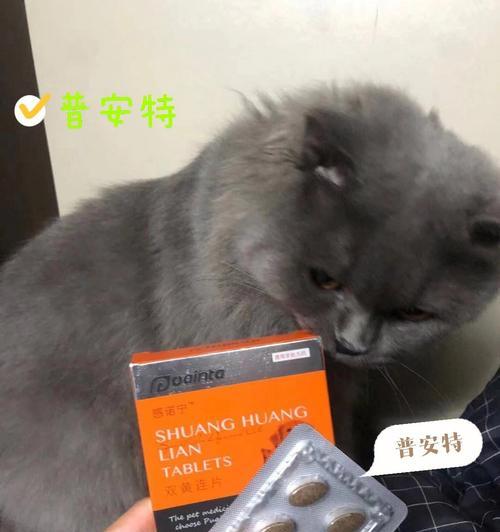 猫咪叫春问题解决方案（给猫咪吃什么药才能解决叫春问题）