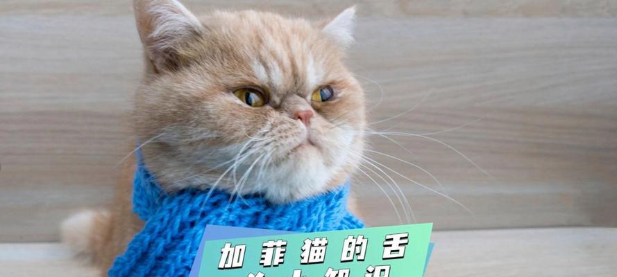 探秘猫舌头的神奇之处（猫舌头的作用和结构解析）