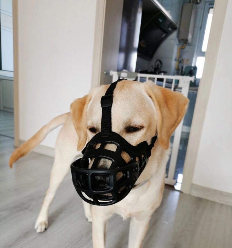 探索以狗嘴套何种类型适用最佳（保护和照顾我们的爱犬的最佳方式）