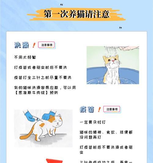 养短耳猫需注意的事项（关爱您的短耳猫，做好这些准备！）