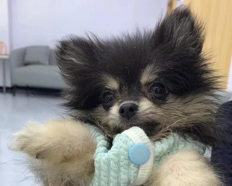狗狗惊叫（探究狗狗惊叫的不同情况及解决方案）