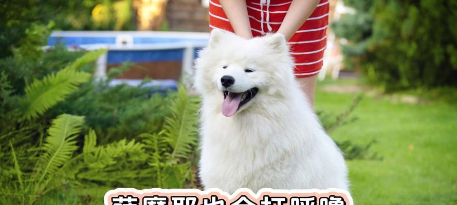 萨摩耶犬的养育之路（了解萨摩耶犬所需的疫苗注射及注意事项）
