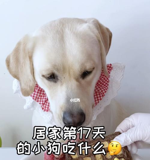 小狗的饮食需求与营养摄入（狗狗成长期间，如何给予它们适当的饮食？）