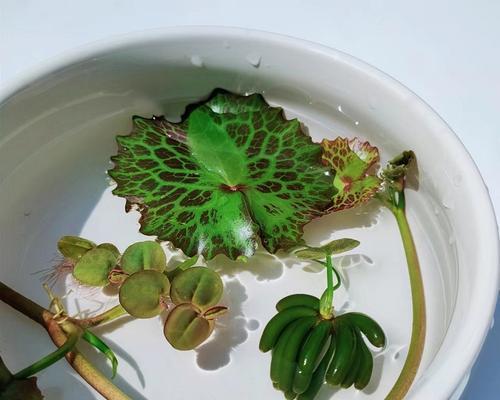 中型鱼适宜种植的水草及其养护方法（选择适合中型鱼的水草，让水族箱更加美丽与生态）