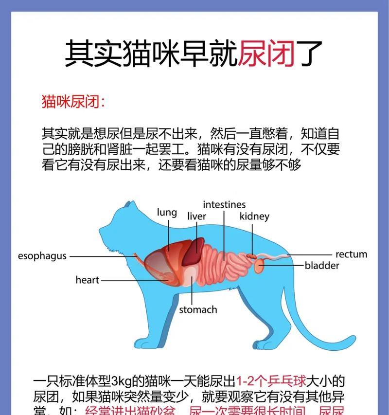 猫咪尿闭（宠爱猫咪，关注尿道健康）
