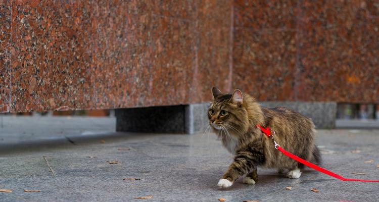 小猫的特性与魅力（探索小猫可爱独特的品质与行为习性）
